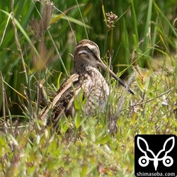 遠くのあぜにタシギがまどろんでいました。