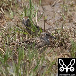 ウズラシギも増えてきました。