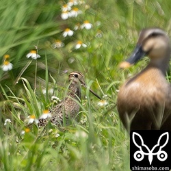 カルガモが現れたので首を伸ばすハリオシギ。