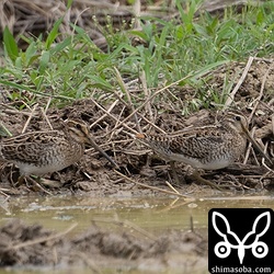ハリオシギ(右)とチュウジシギ。同じ体勢でならんでくれました。^^