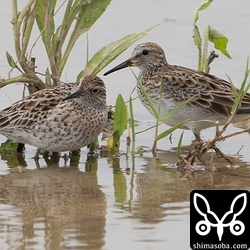 カタグロトビが現れて、草陰に隠れるアメリカウズラシギ(右)とウズラシギ。