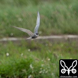 今季初のクロハラアジサシ。前日の夕方からいたようです。