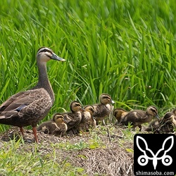 田んぼではカルガモの親子を目にする機会が増えました。