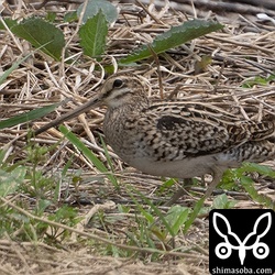こちらは警戒心強めのチュウジシギ。