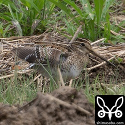 今季はこれまでに4羽ほど確認したハリオシギ。