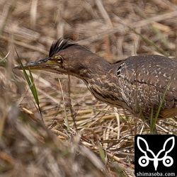 リュウキュウヨシゴイのメス。繁殖直前で活発に動いています。