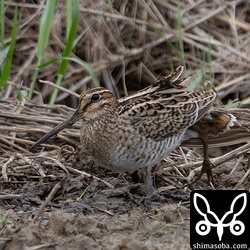 チュウジシギもあちこちの田んぼに入っています。