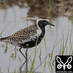 ムナグロも写真のように夏羽に変わったものからまだまだ冬羽を残した個体までさまざま。