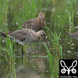 こちらはまだまだ冬羽の装い。