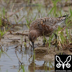 冬羽がわずかに残っています。