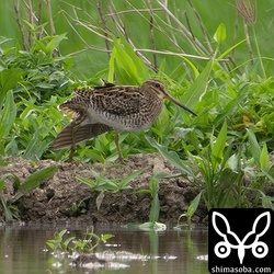 チュウジシギのストレッチ。距離はありますが、尾羽も見えました。