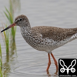夏羽のアカアシシギ。