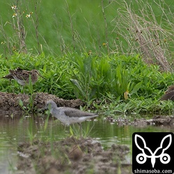 チュウジシギ2羽。同時に尾羽を見せてくれました。