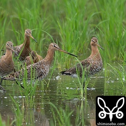 オグロシギ9羽飛来。大型のシギが夏羽になると迫力が違いますね。
