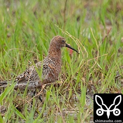 草むらの中を移動しながら餌探し。