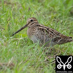 ハリオシギ。4月10日の個体と同じと思われますので、2週間の滞在となります。春にしては長いですね。