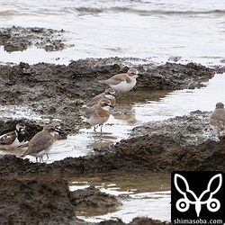 メダイチドリとオオメダイチドリの群れ。