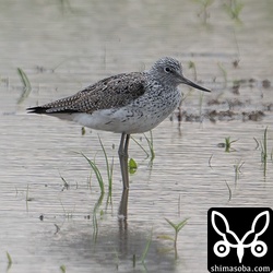 アオアシシギも夏羽に変わりつつあります。