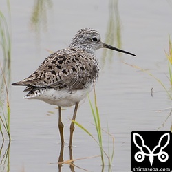 コアオアシシギも美しい夏羽へ。