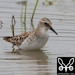 水の張られた田んぼだったので、全体のプロポーションは見ることができず…。