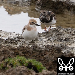 オオメダイチドリ。色合いが淡く感じました。きれいな栗色です。