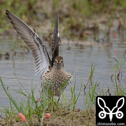 ウズラシギはピークを迎えて、あちこちの田んぼに相当数が入っています。