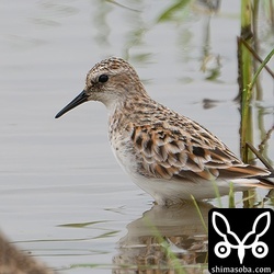 オグロシギがいると聞いて駆けつけたら、ついでに見つけたヨーロッパトウネン夏羽。こちらも美しい。