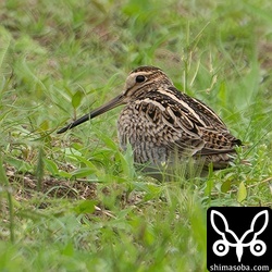 あぜにハリオシギ。警戒心はあまりありません。