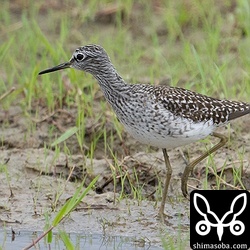 タカブシギ夏羽。