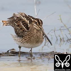 このタシギは関節が腫れていました。
