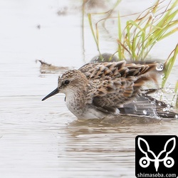 完全夏羽のヨーロッパトウネンの飛来を期待しています。