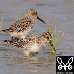 春のキリアイは嬉しいですね。