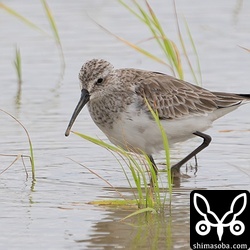 冬羽のサルハマシギ。