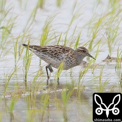 ウズラシギは数十羽確認。この個体はフラッグが付いていましたが、記号は読めず…。