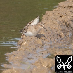 換羽が遅いオジロトウネンは冬羽。