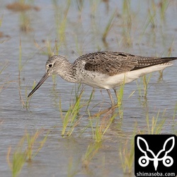 夏羽が少し見えているアオアシシギ。
