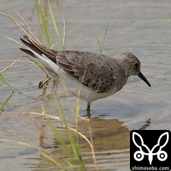 こちらは左足を痛めているようでした。