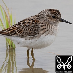ヒバリシギ冬羽から夏羽へ。