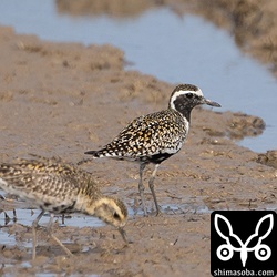 ムナグロの換羽状況もバリエーションに富んでいました。