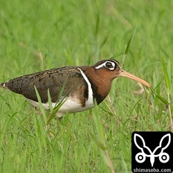 タマシギのメス夏羽。