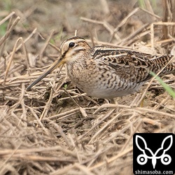 上と同個体と思っていましたが、いつの間にか入れ替わっていたようです。こちらもハリオシギ。あぜの草むらで餌をとっていました。