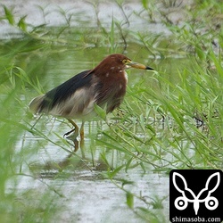 完全夏羽のアカガシラサギ。