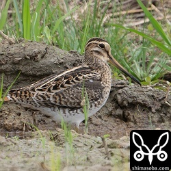 もう一羽のハリオシギ。シロハラクイナに威嚇されて一度は見やすいところに出てきましたが、すぐに草むらに戻ってしまいました。