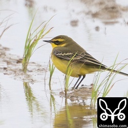 (キマユ)ツメナガセキレイ夏羽。