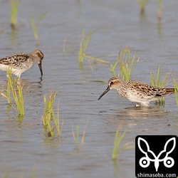 キリアイは合わせて3羽飛来。