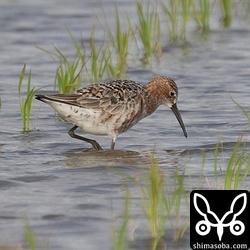 少し冬羽が残るサルハマシギ。