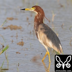 わずかに冬羽が残るアカガシラサギ。」