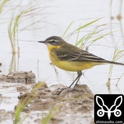 マミジロツメナガセキレイ夏羽。