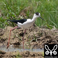 セイタカシギのオス夏羽。日々、群れが入れ替わっているようです。