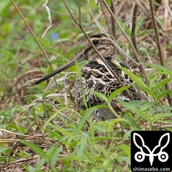 比較的近くで見られたチュウジシギ。